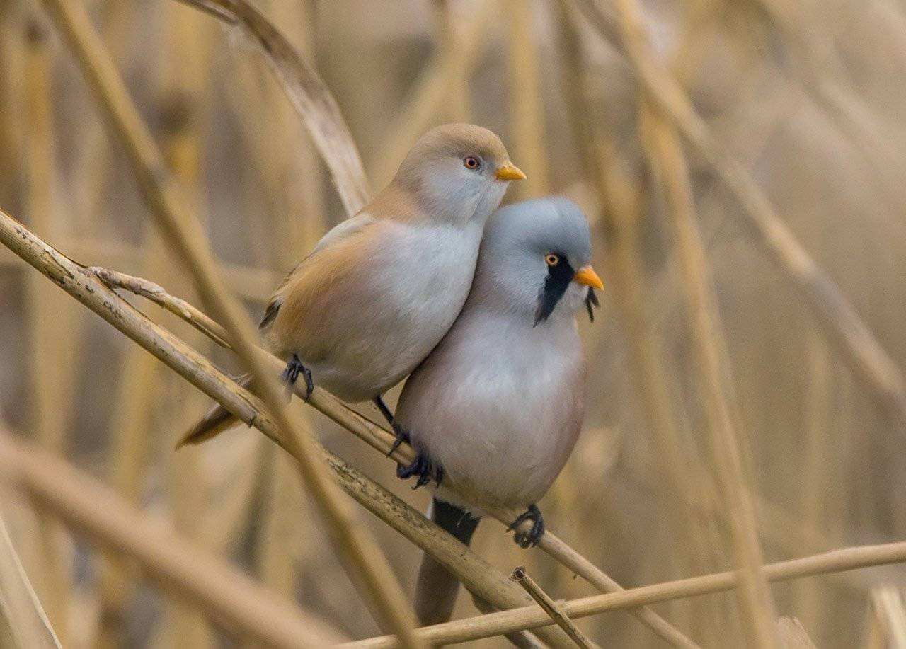 усатые синицы, Хасан Журтов