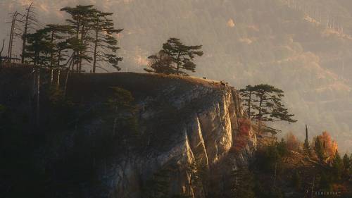 История благородного оленя