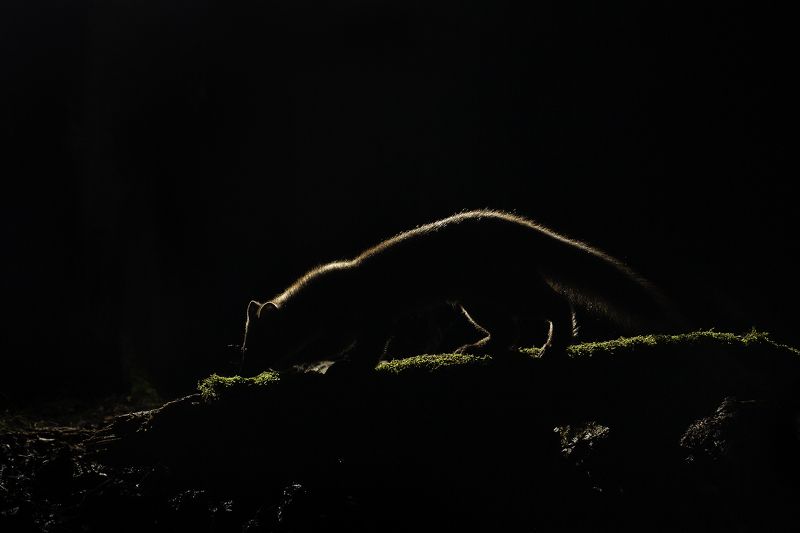 Pine marten фото превью
