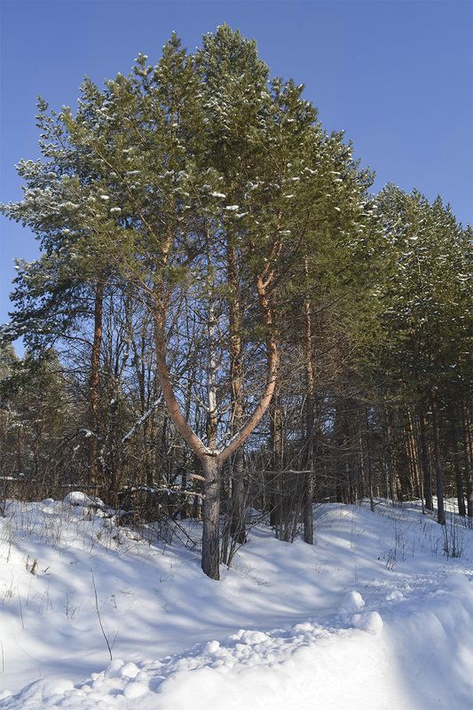 В онежском лесу. фото превью
