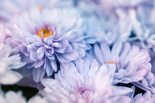 Цветочная подборка