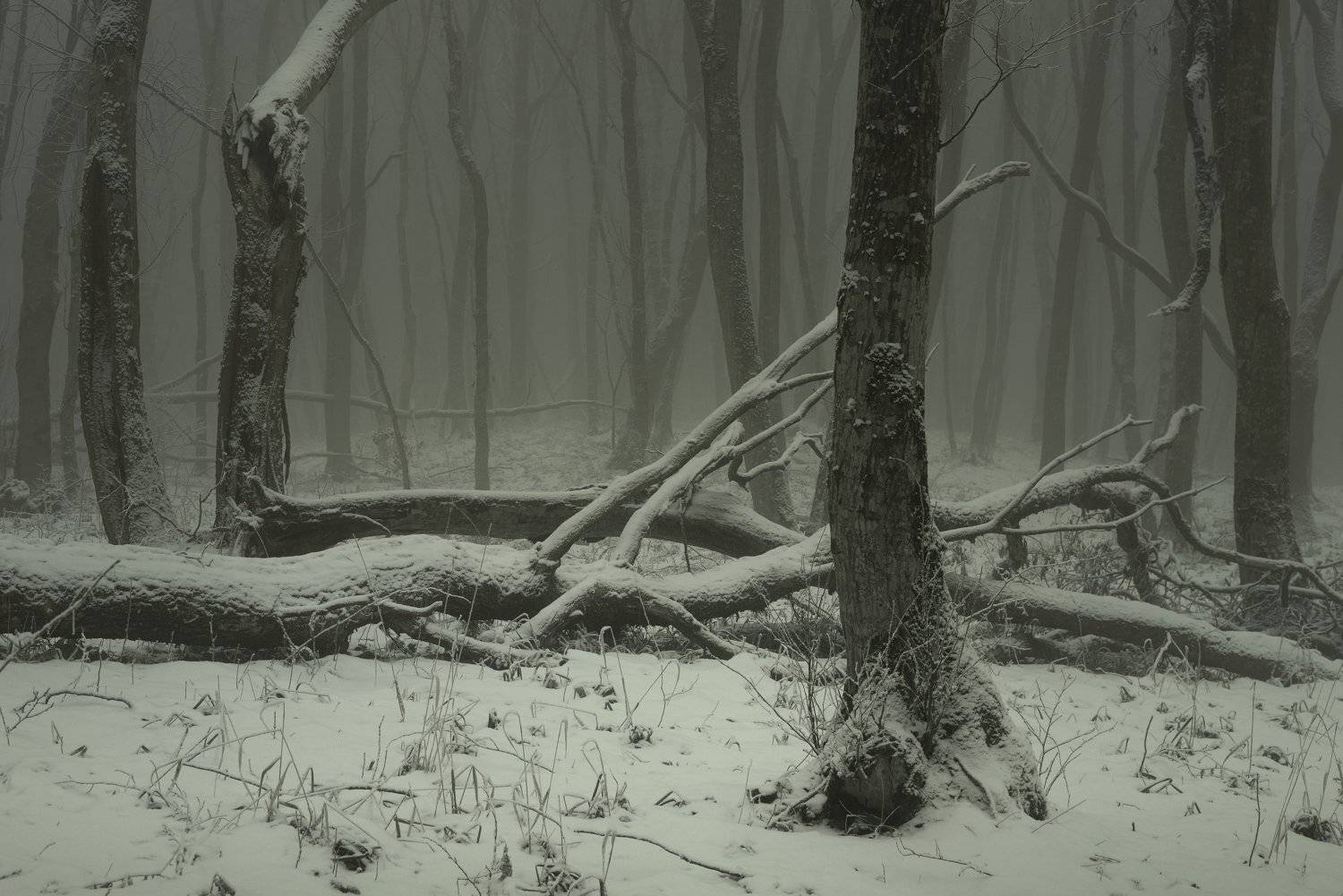 зима туман лес утро, Александр Жарников