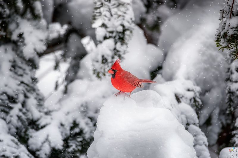 Cardinal in snow фото превью