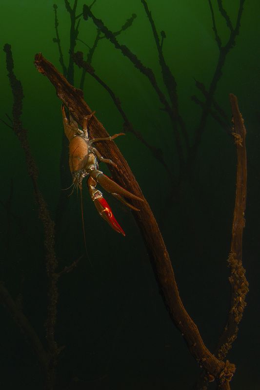 подводный лес, калининград, рак, подводный мир, холодные водоемы раки в лесу  фото превью