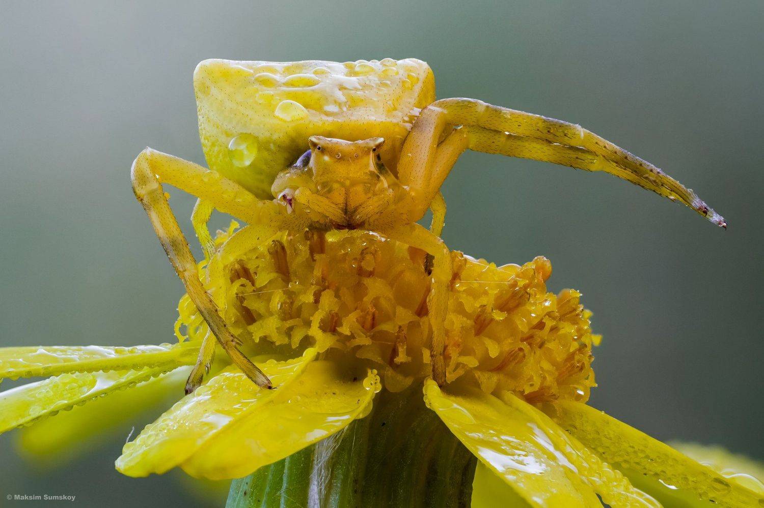 , Максим Сумской