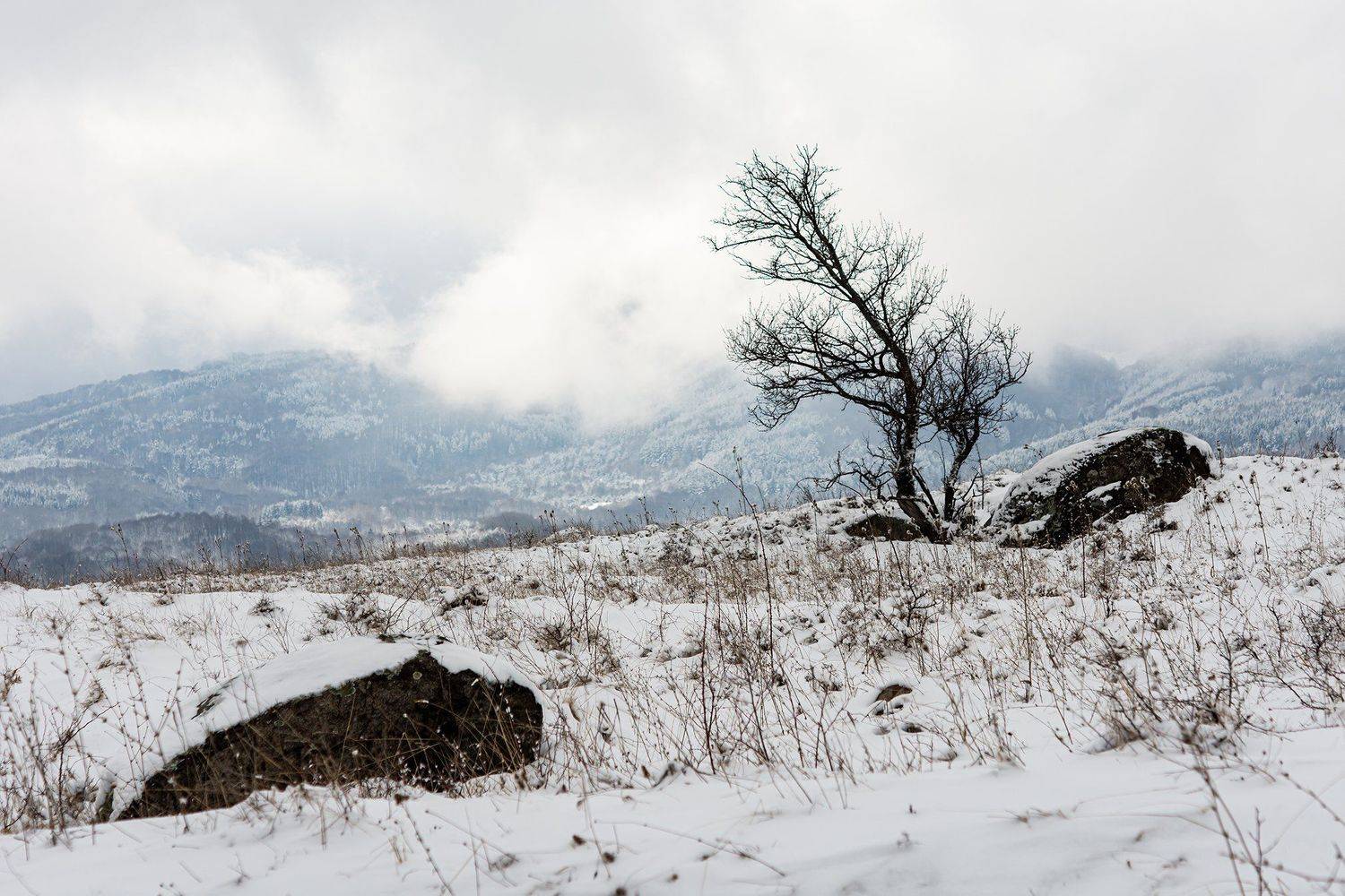 ,  Светослав Радков