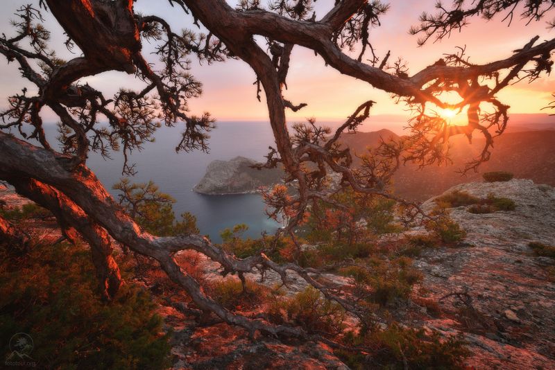 крым, горы, море, дерево Сокол фото превью