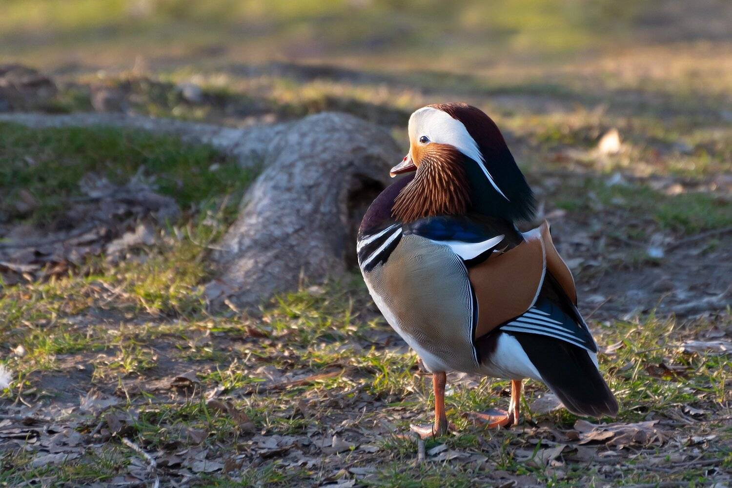 мандаринка, Алексей Рыльский