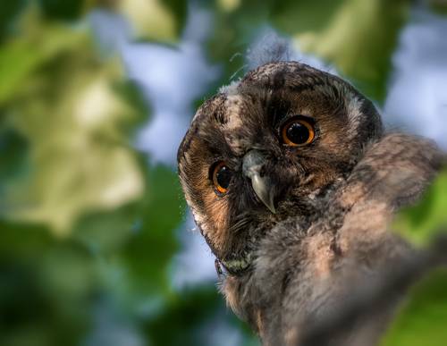 совёнок ушастой совы.