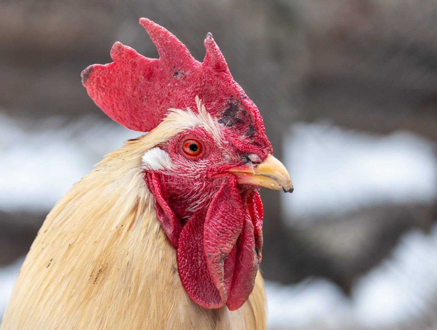 , Бистра Стоименова