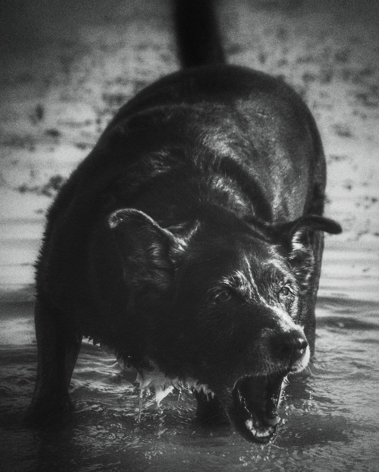 #streetphotography, #streetphoto, #dog, #bw, #bnw, #собака, #чб, Евгений Демидов