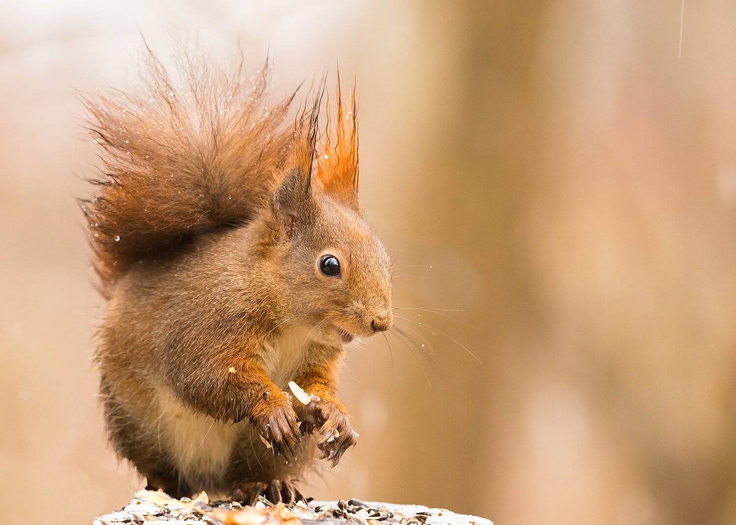 , Robert Adamec