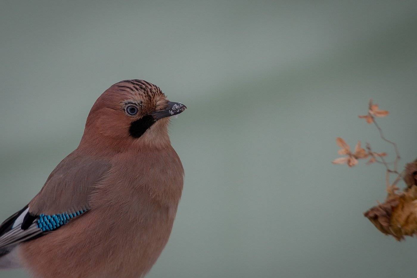 birds, jay, wildlife, птицы, сойка, Алексей Юденков