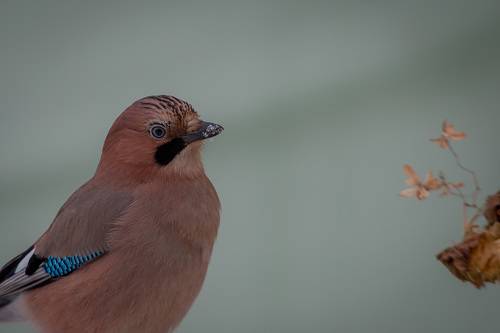 Сойка. Портрет.