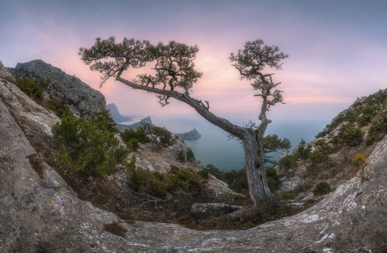 крым, новый свет, пик космос, сосна, рассвет, март, Николай Мысливцев