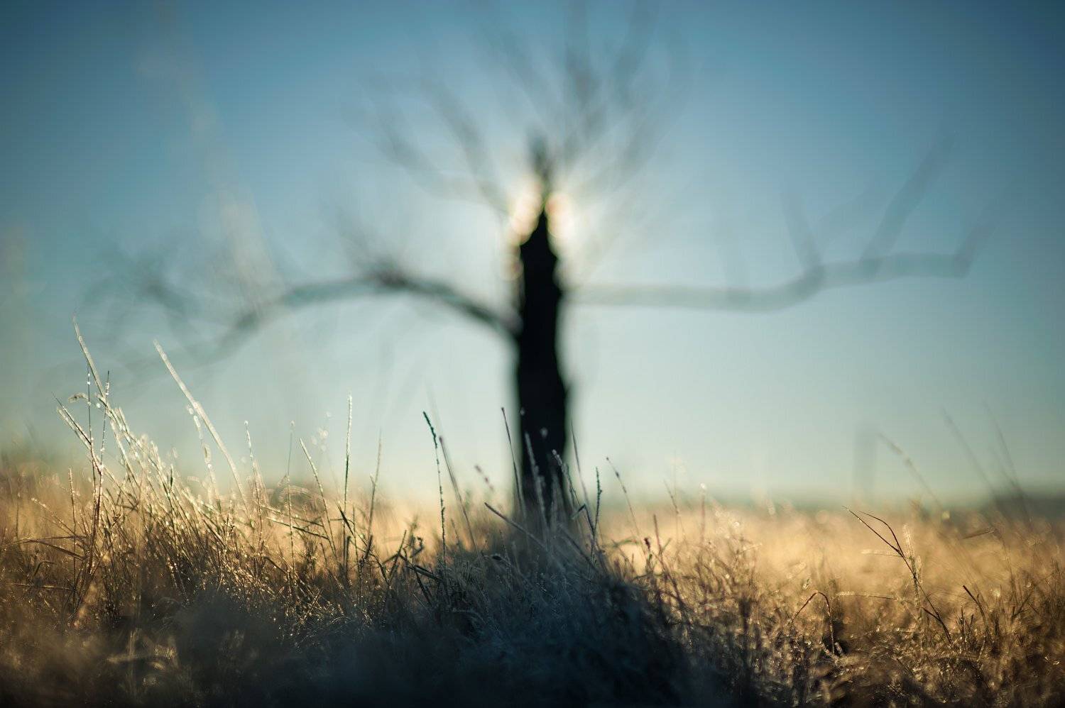 дерево,  tree, Кутыгин Эдуард