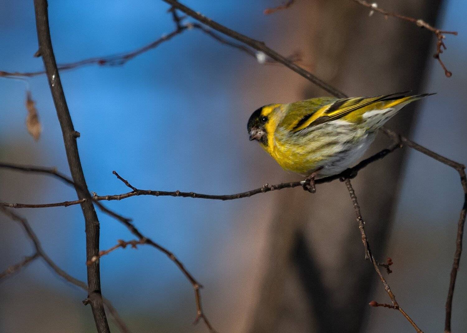 чиж, siskin, Марат Кучкаев