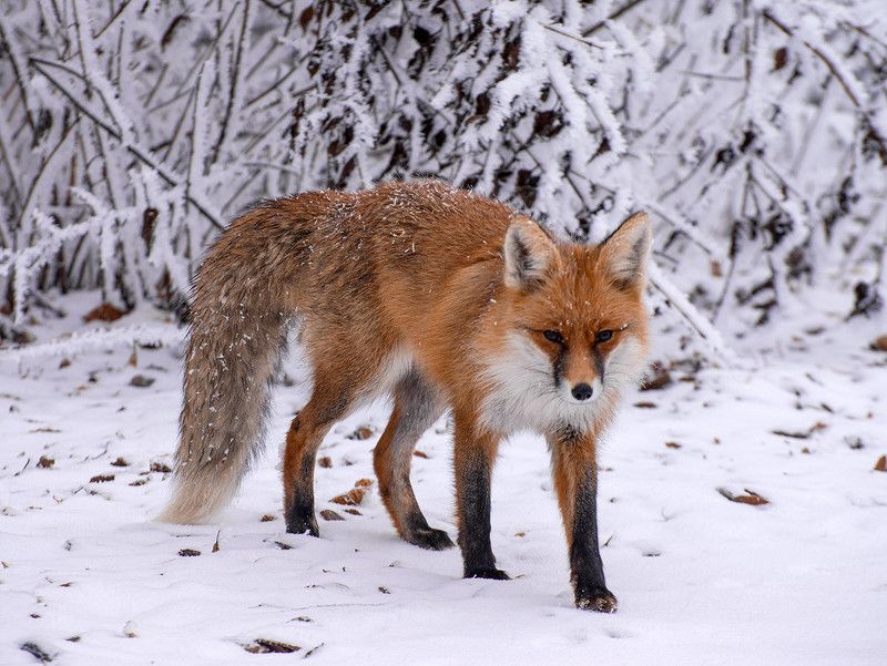 лиса, кизиловка Лиса фото превью