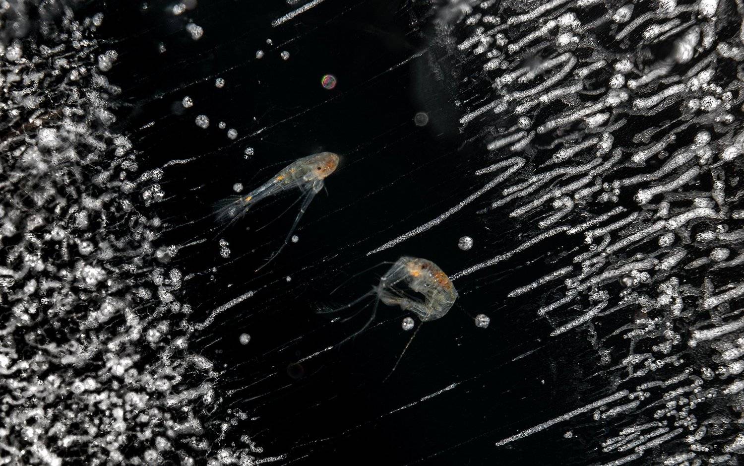 зима, вода, лед, рачек эпишура, байкал, Алексей Чекалев