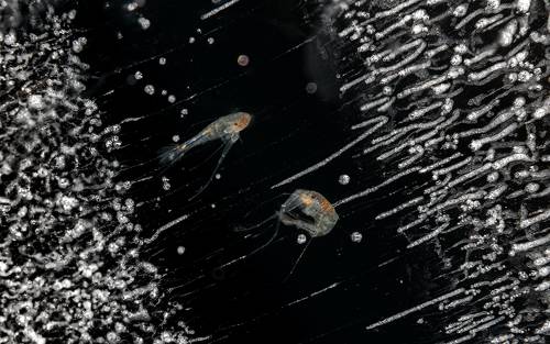 Байкальская эпишура