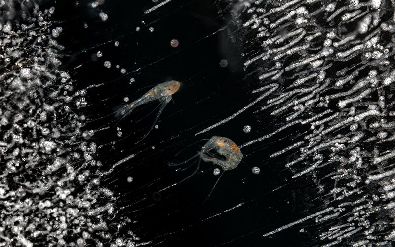 зима, вода, лед, рачек эпишура, байкал Байкальская эпишура фото превью