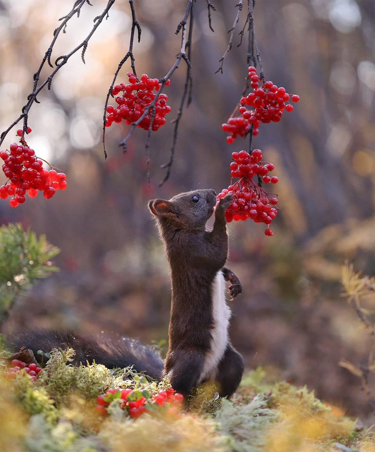 нерюнгри, белка, якутия, дикие_животные, Евгения Левина