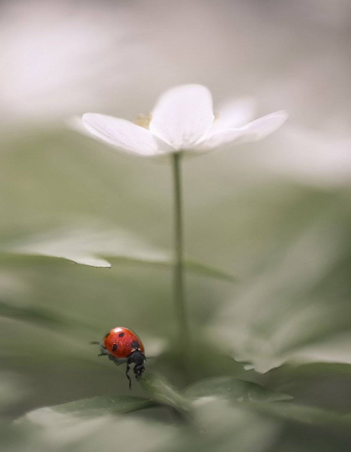 , Вячеслав Мищенко