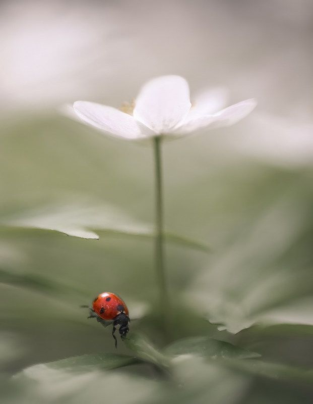 Весна-это новая жизнь. фото превью