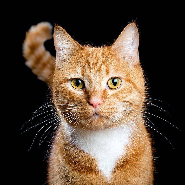 , Александр Абросимов