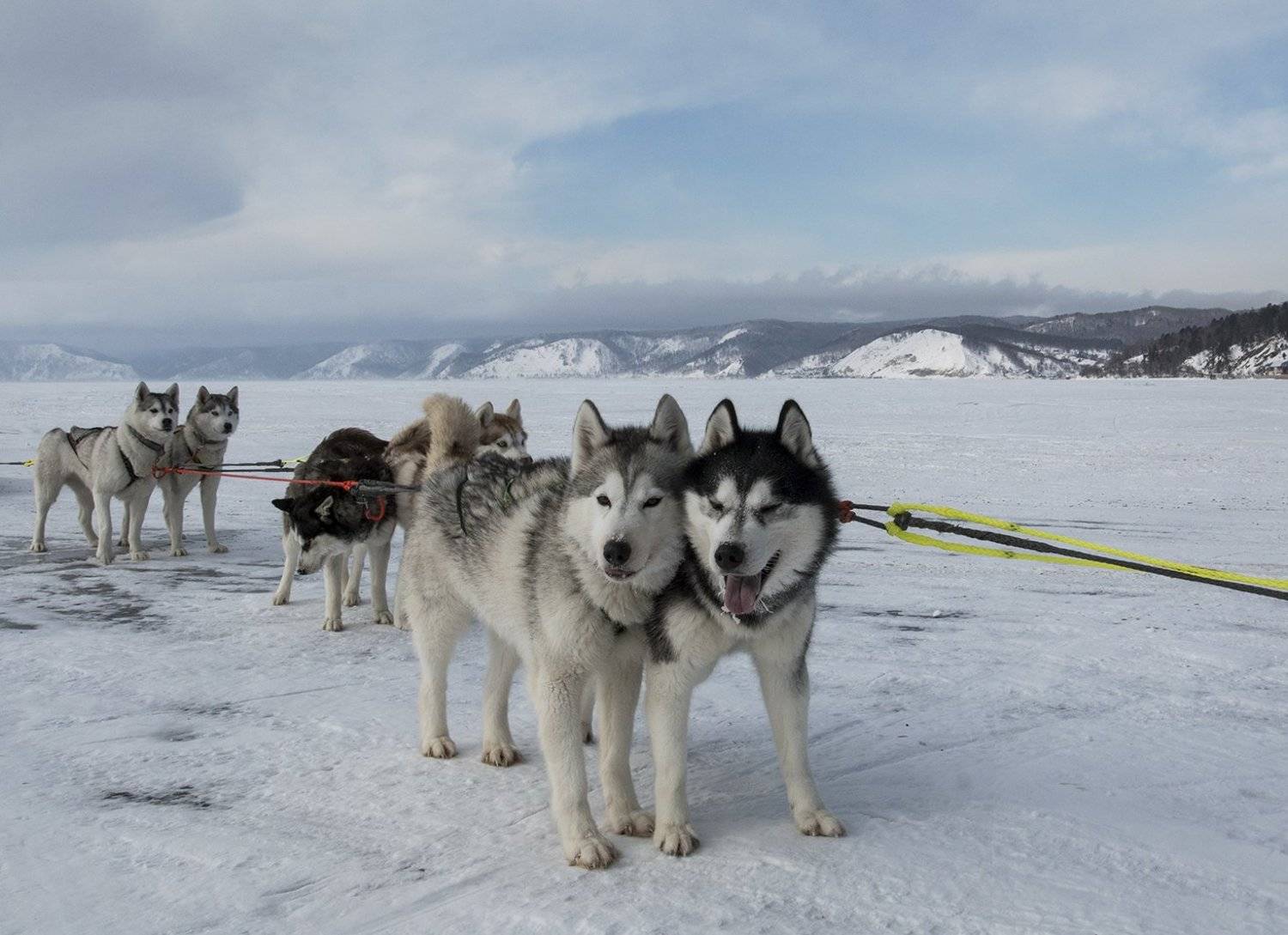 хаски, на, байкале, Андрей Таничев