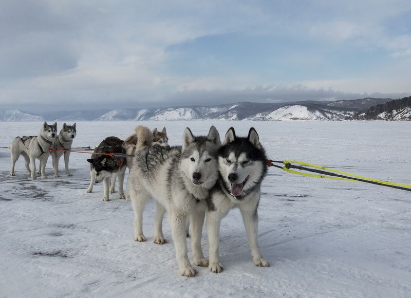 хаски, на, байкале Привязанность фото превью