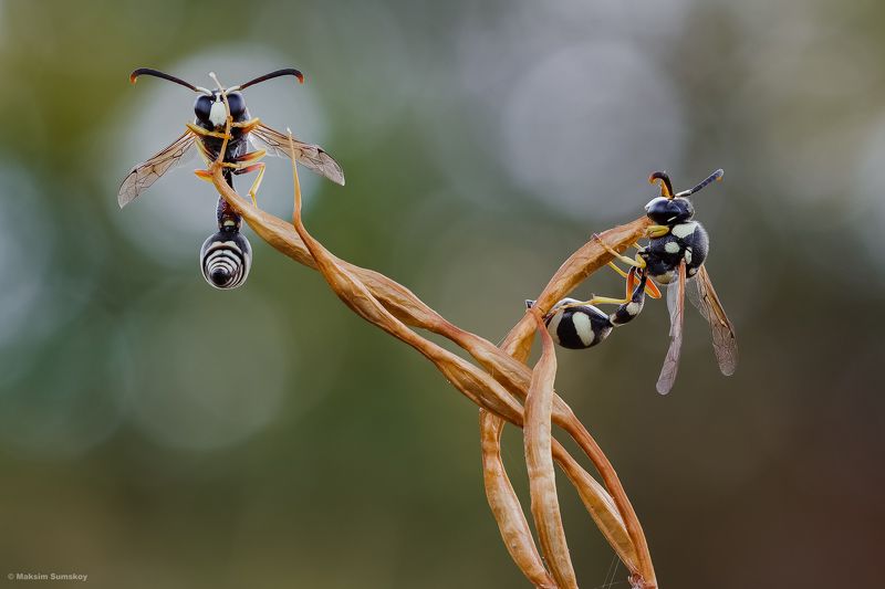 *** фото превью