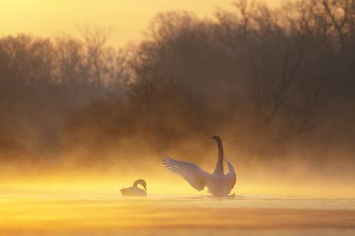 Golden morning