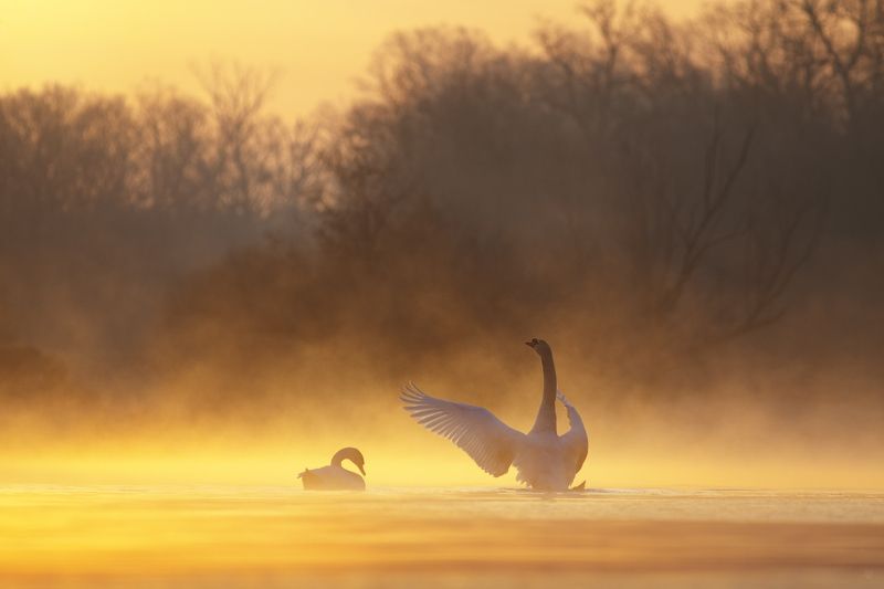 mute swan, swans, widlife, nature, lake, лебедь-шипун, лебеди, дикая природа, природа, озеро Golden morning фото превью