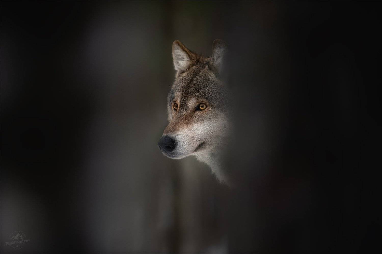 волк, wolf, красная шапочка, беларусь, красный бор, фототур в красный бор, фотоохота, canis lupus,фототур в красный бор, фотоохота в беларуси, фототур на рождество,  red riding hood, серый волк, обыкновенный волк, евразийский волк, европейский волк, Влад Соколовский