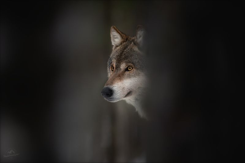 Час волка .. фото превью