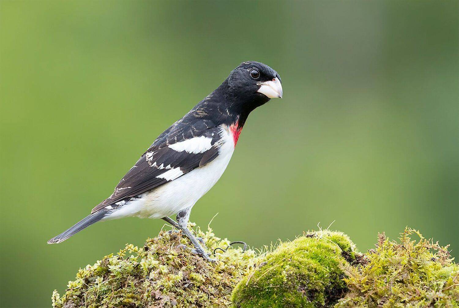красногрудый дубоносовый кардинал, rose-breasted grosbeak, grosbeak, весна, Elizabeth Etkind