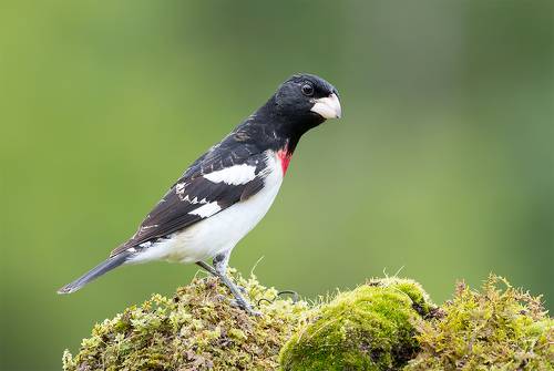 male. Rose-breasted Grosbeak - Самец. Красногрудый дубоносовый кардинал
