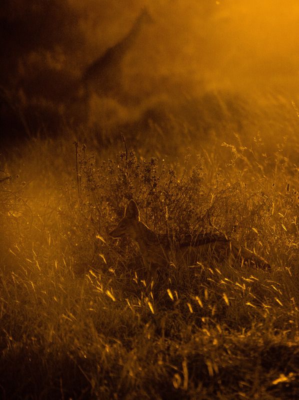 Golden Jackal фото превью