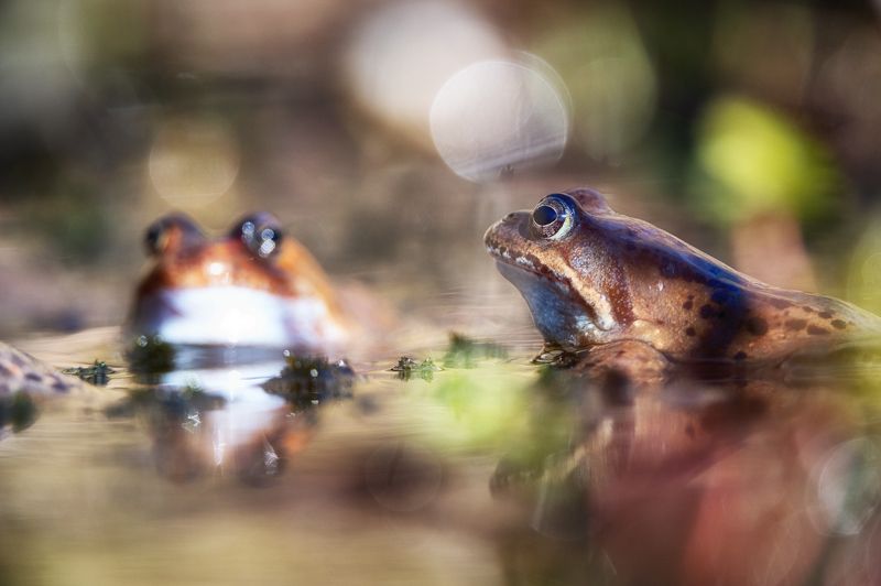 Frogs фото превью