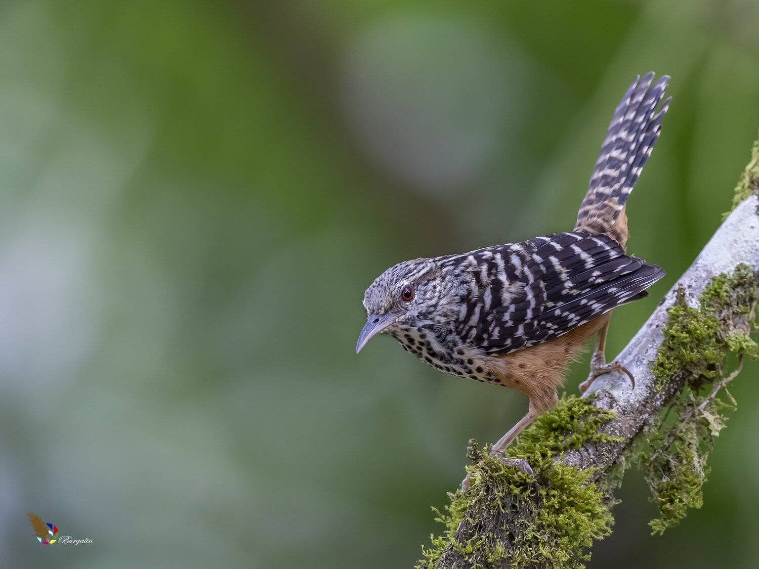 , Fernando Burgalin Sequeira