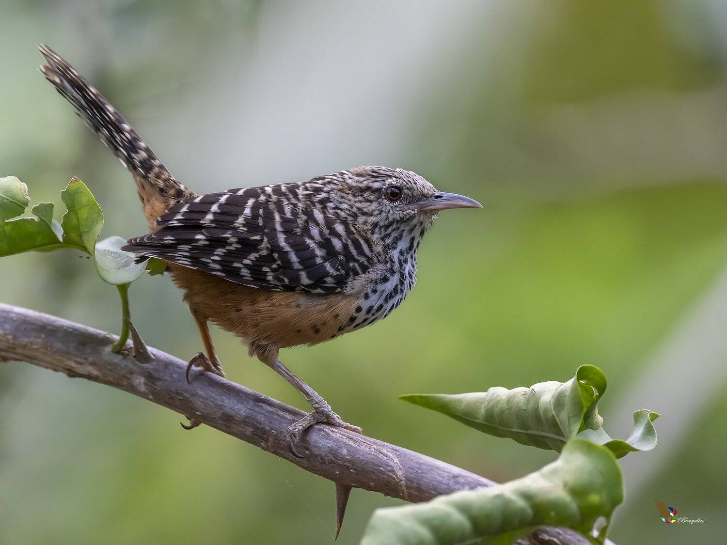 , Fernando Burgalin Sequeira