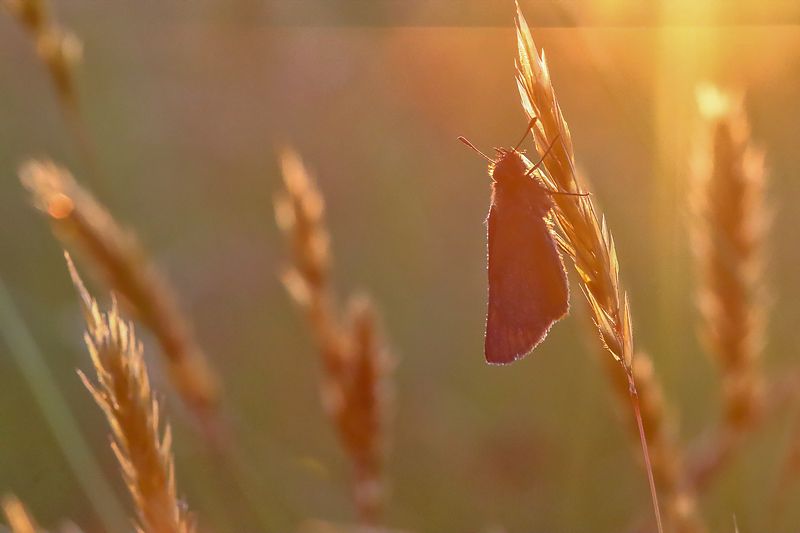 Июль фото превью