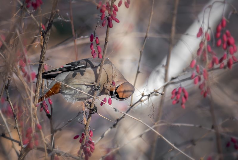 птица, свиристель,  барбарис, зима, февраль, В зарослях барбариса (февраль). фото превью