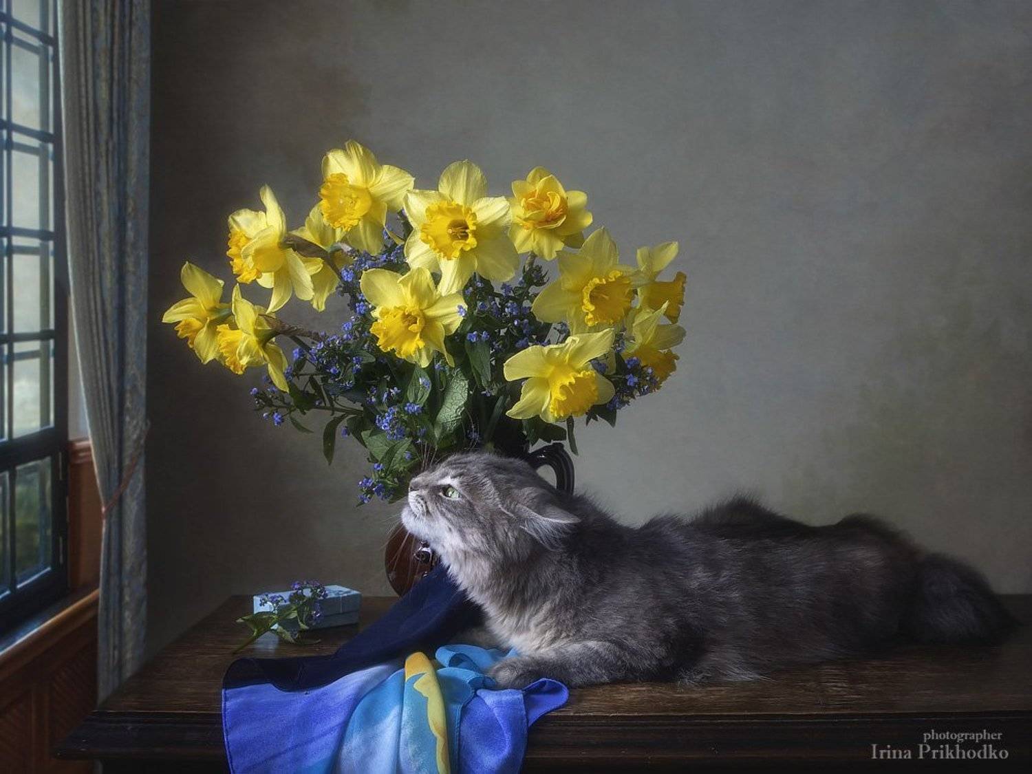 натюрморт, котонатюрморт, постановочная фотография, домашние животные, кошка Масяня, весна, букет, нарциссы, Ирина Приходько