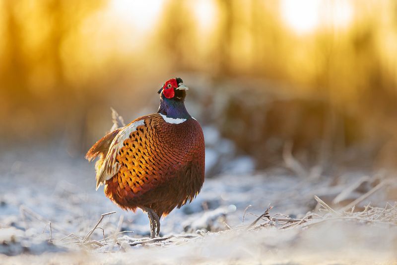 Early spring фото превью