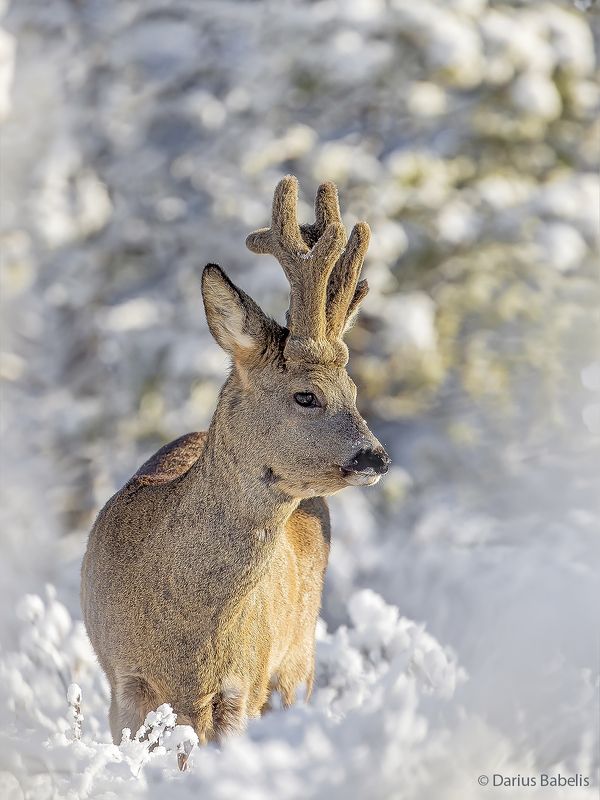 Косули фото превью