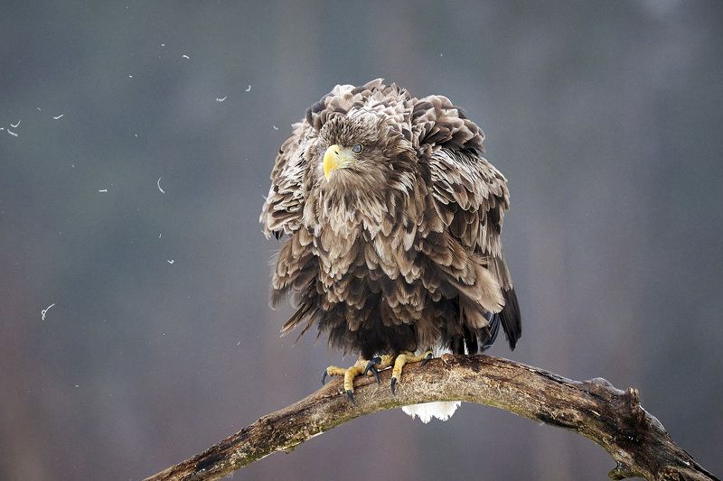 орлан, орлан-белохвост, беларусь, haliaeetus albicilla, white-tailed eagle Сердитая птичка фото превью
