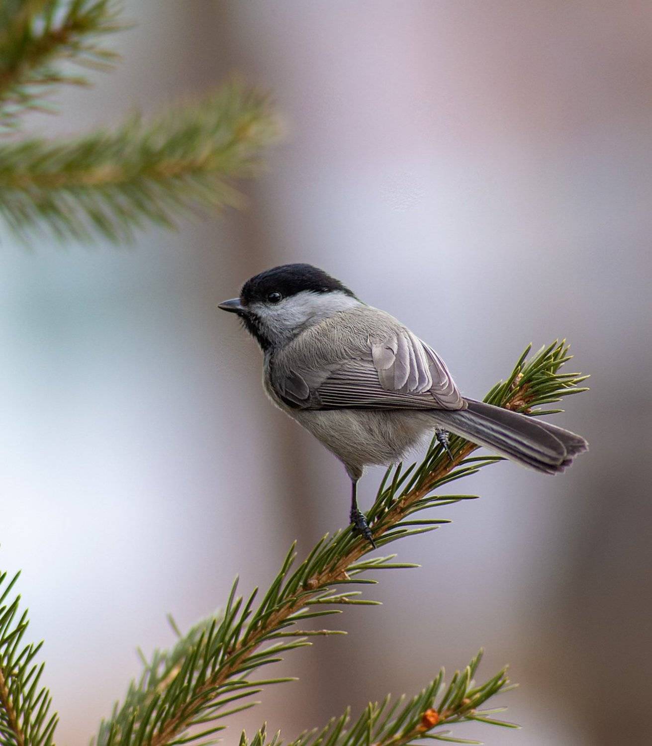 , Сергей Брагин