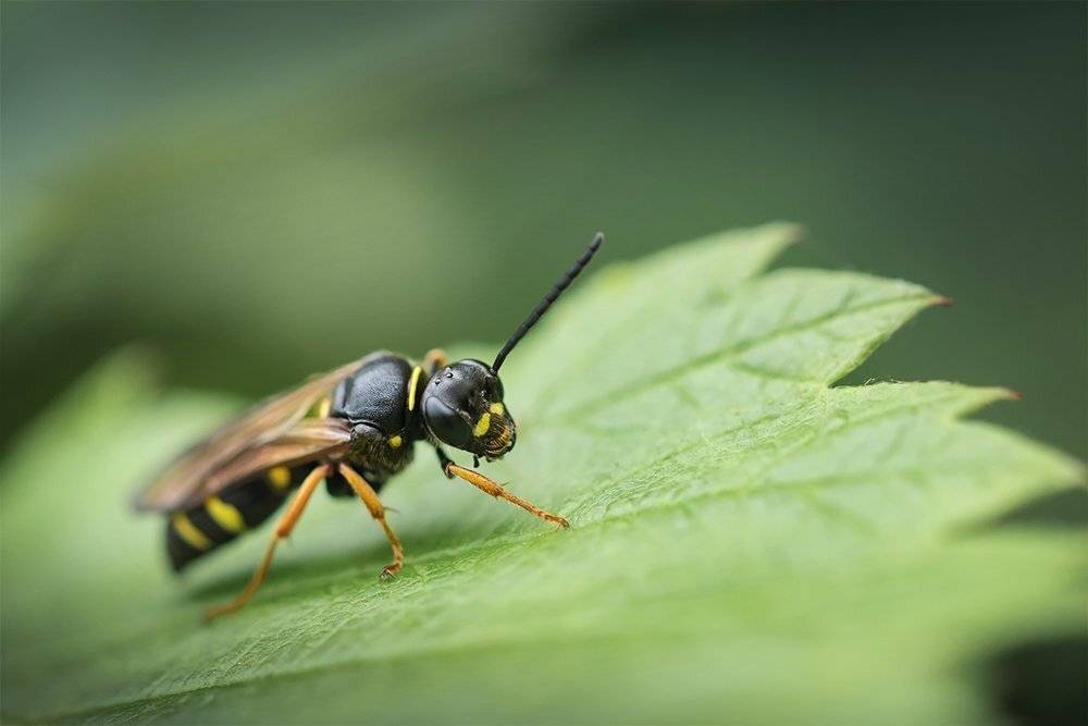 шершень, Vespa, макро, macro, Марина Хилько